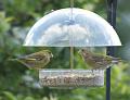 2008-0704-0930_Greenfinches_17